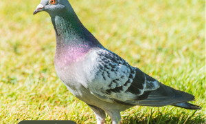 hato300-x-300-px-1-300x180.png